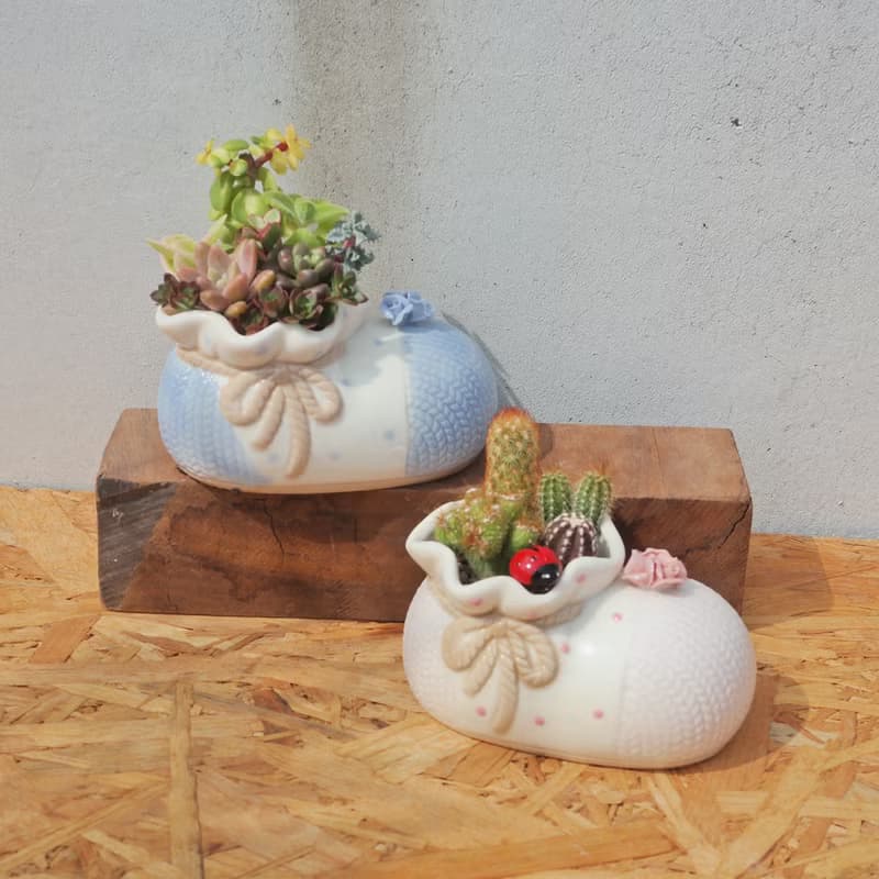 【荳荳多肉】【可愛造型鞋組合(大)】喬遷│送禮│升遷│多肉植物