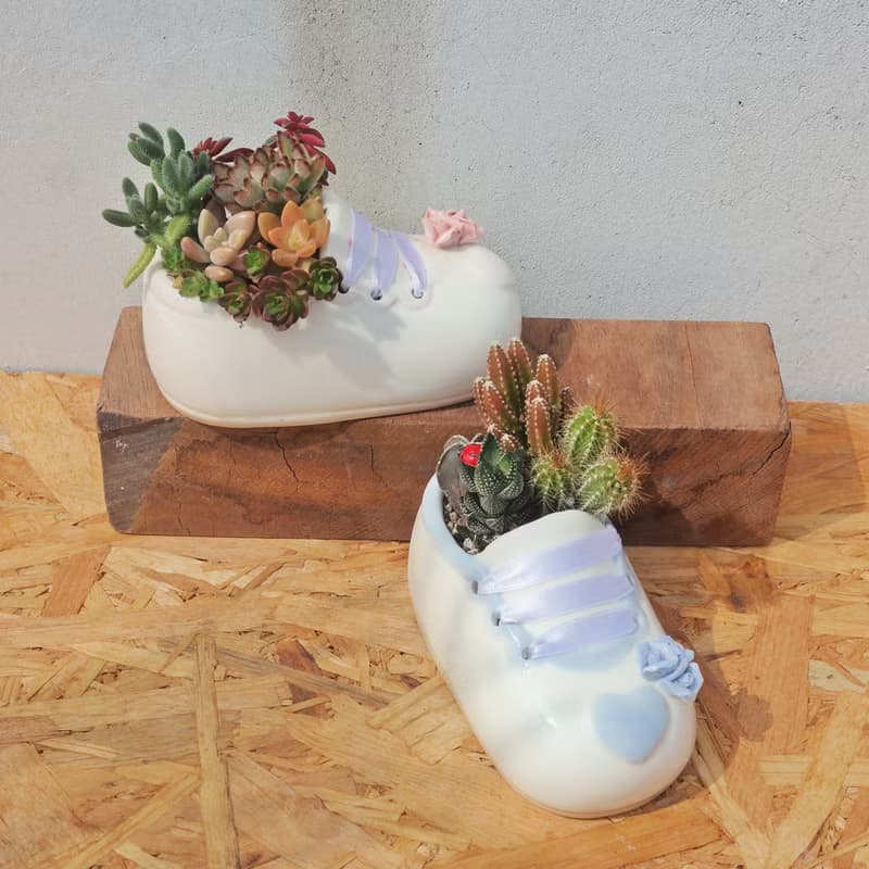 【荳荳多肉】【可愛造型鞋組合(大)】喬遷│送禮│升遷│多肉植物