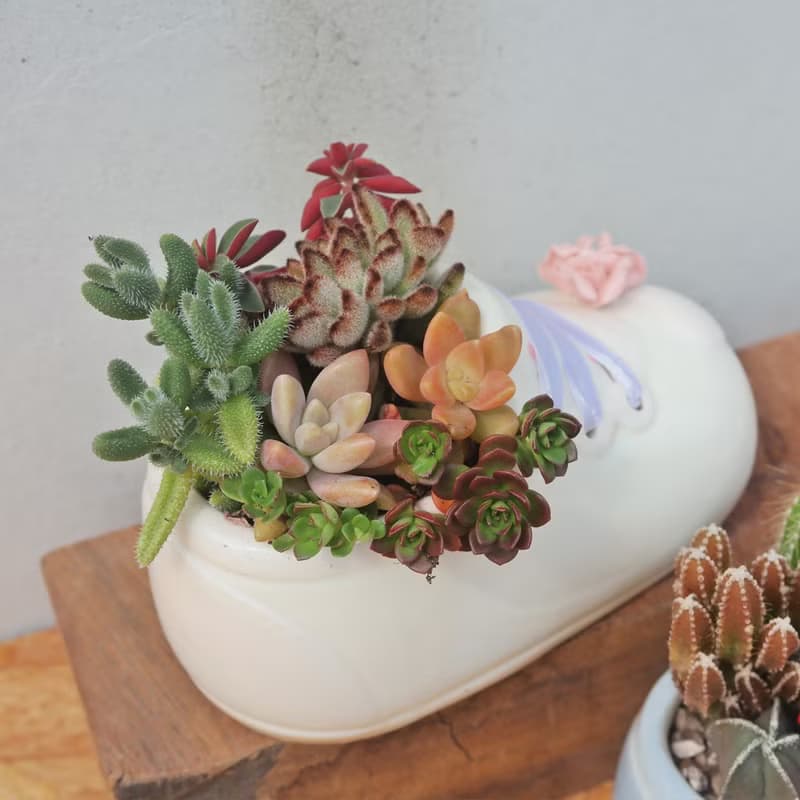 【荳荳多肉】【可愛造型鞋組合(大)】喬遷│送禮│升遷│多肉植物