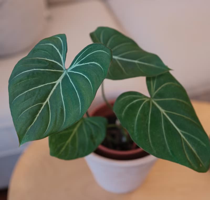 圓柄錦緞蔓綠絨