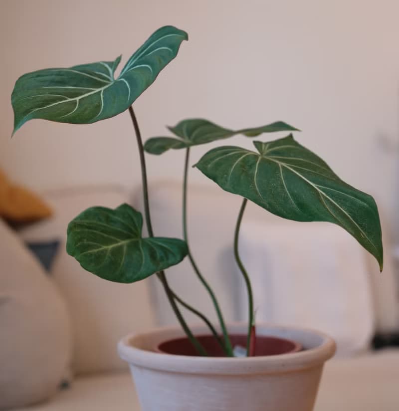 圓柄錦緞蔓綠絨