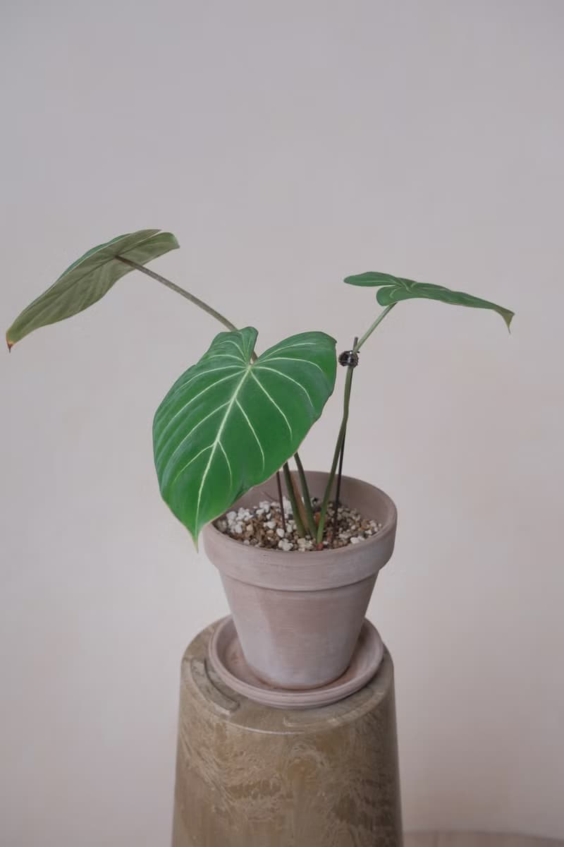 圓柄錦緞蔓綠絨