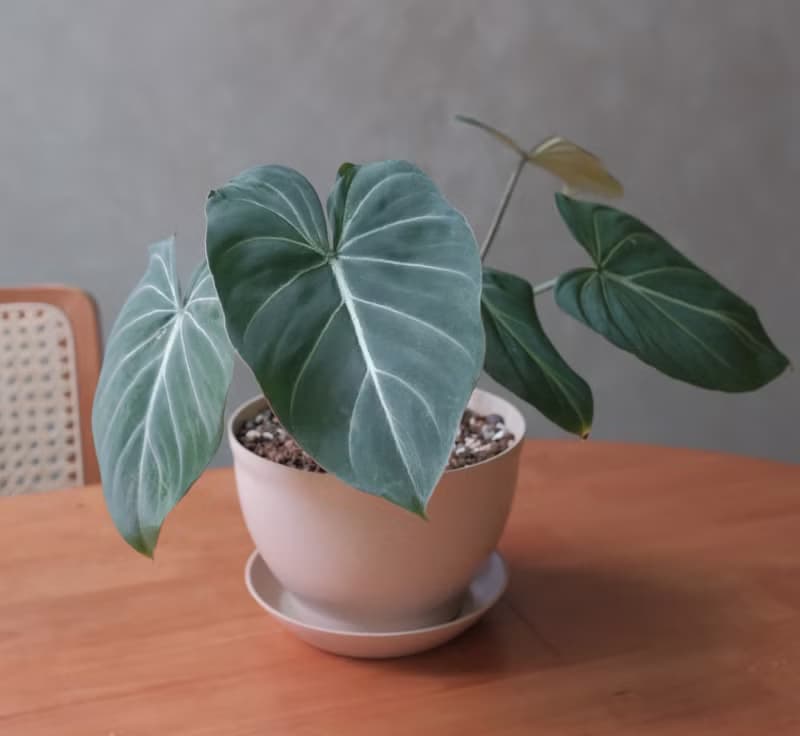 圓柄錦緞蔓綠絨