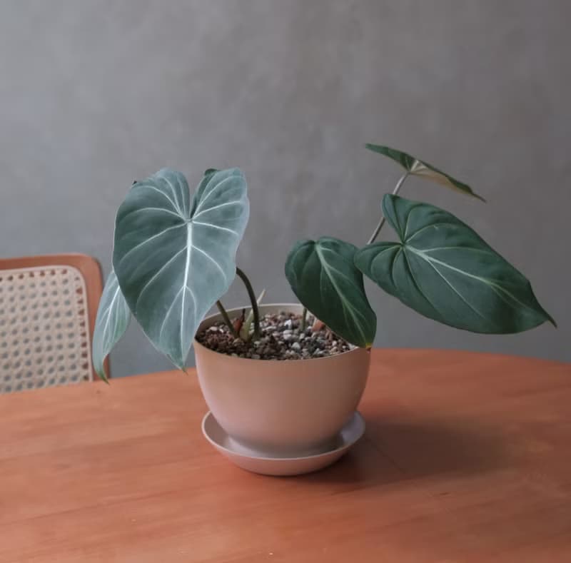 圓柄錦緞蔓綠絨