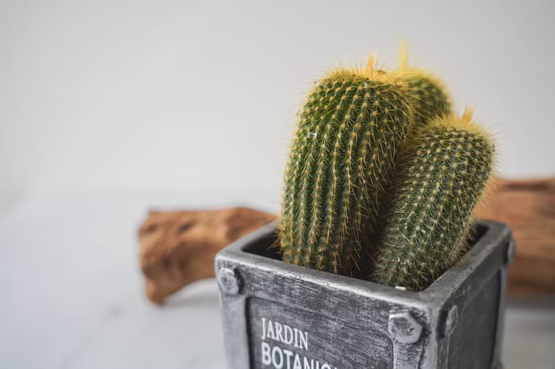 【竒植花物】法式金屬風仙人掌盆栽 多肉 生日禮物 辦公室盆栽