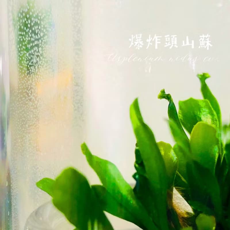 小室瓶栽 蕨類植物系列 爆炸頭山蘇 自然風3號瓶