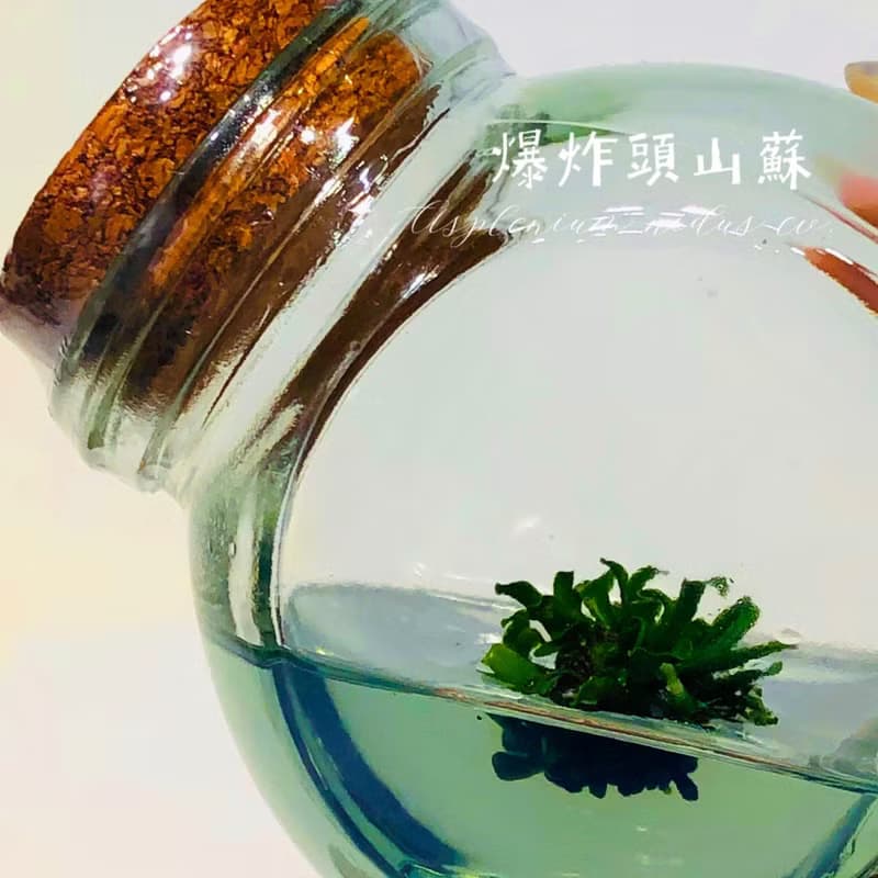 小室瓶栽 蕨類植物系列 爆炸頭山蘇 自然風3號瓶