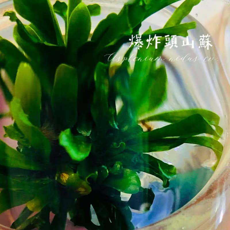 小室瓶栽 蕨類植物系列 爆炸頭山蘇 自然風3號瓶