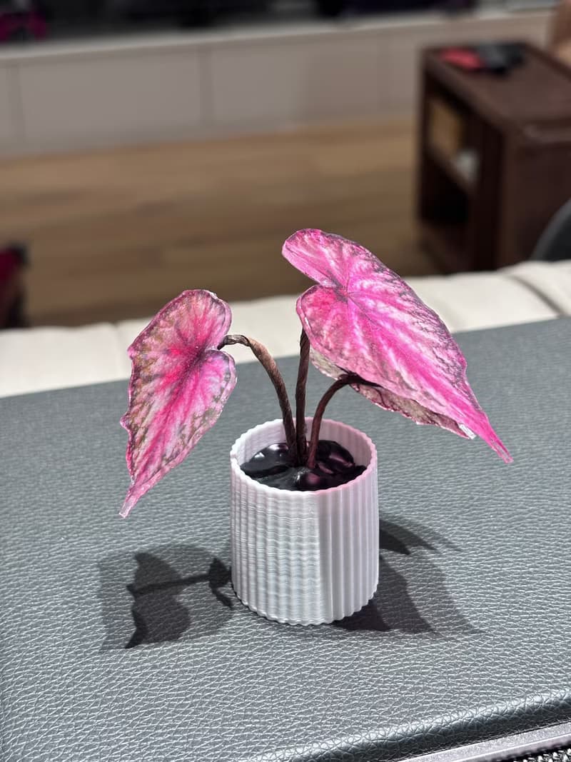 微縮綠植擺件-秋海棠