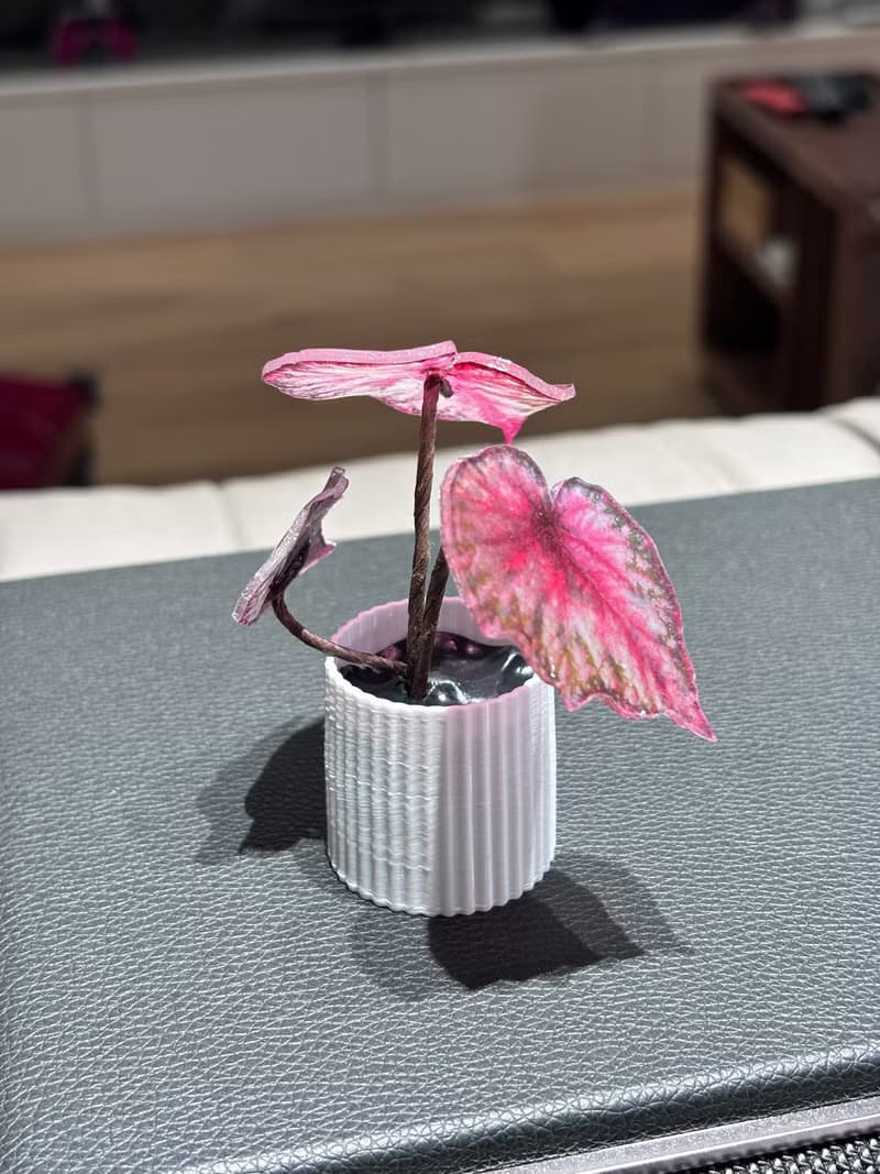 微縮綠植擺件-秋海棠