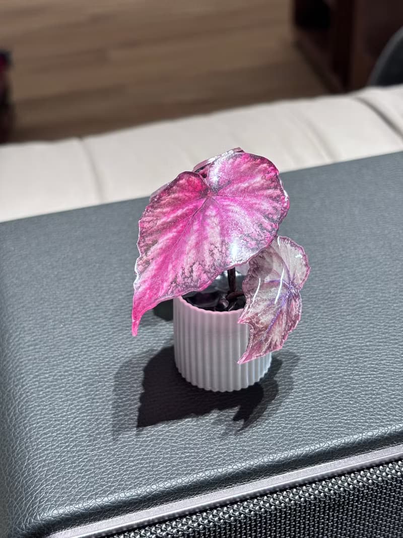 微縮綠植擺件-秋海棠