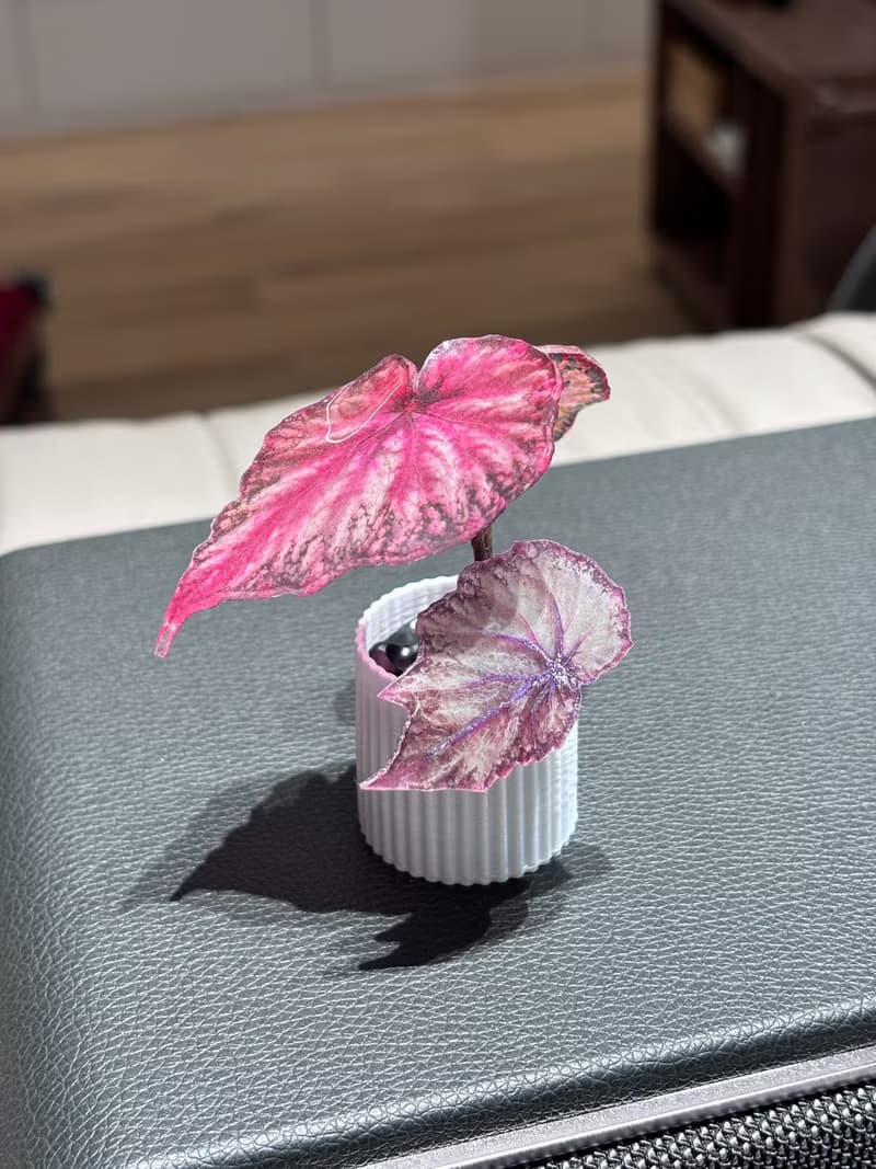 微縮綠植擺件-秋海棠