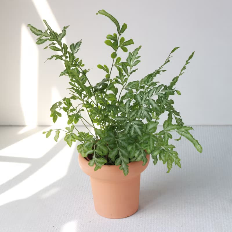 植栽 盆栽 l 銀脈鳳尾蕨 冰淇淋杯陶盆 蕨類植物  室內室外好照顧