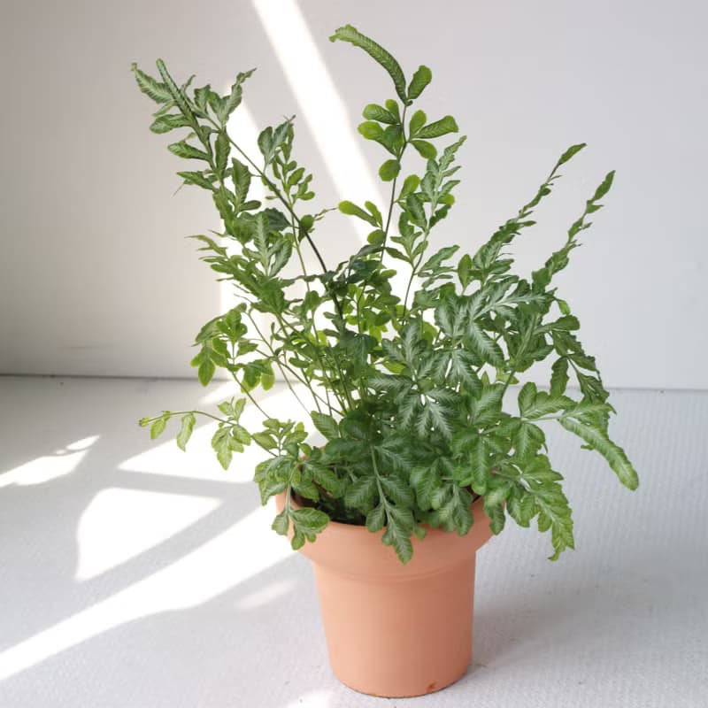 植栽 盆栽 l 銀脈鳳尾蕨 冰淇淋杯陶盆 蕨類植物  室內室外好照顧