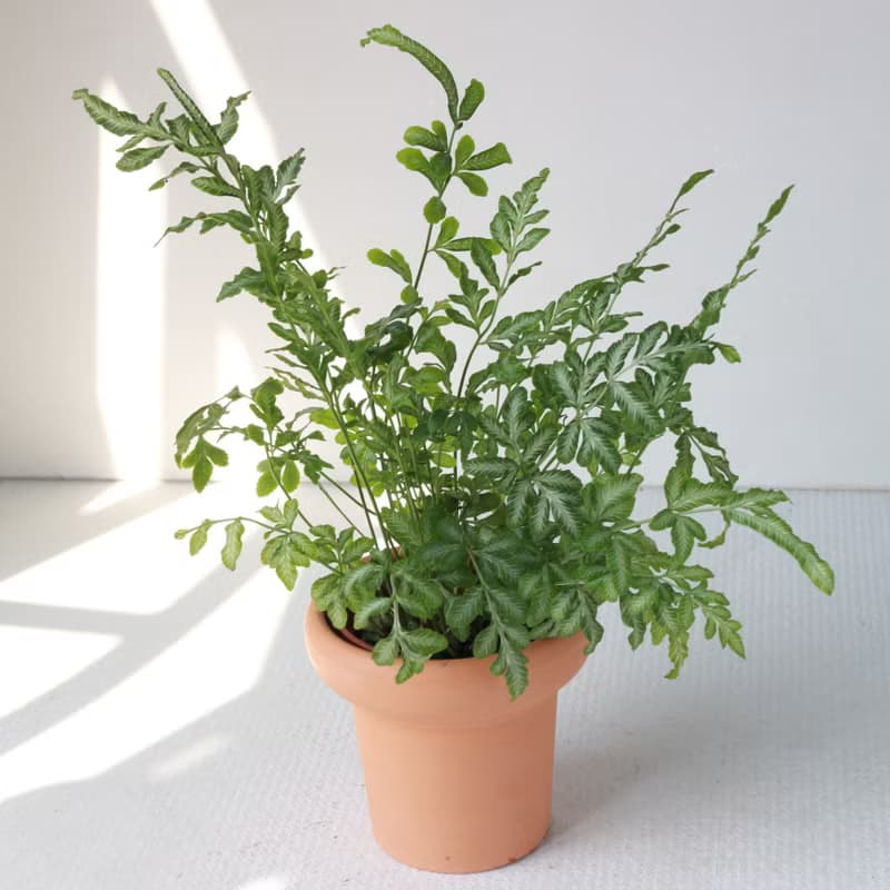 植栽 盆栽 l 銀脈鳳尾蕨 冰淇淋杯陶盆 蕨類植物  室內室外好照顧