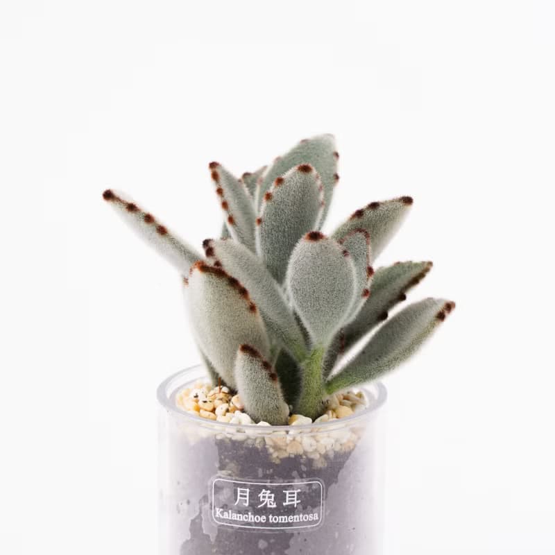 【兔子】樸實原木 盆器 多肉盆栽罐 不含植物 | 1251048 蒔光
