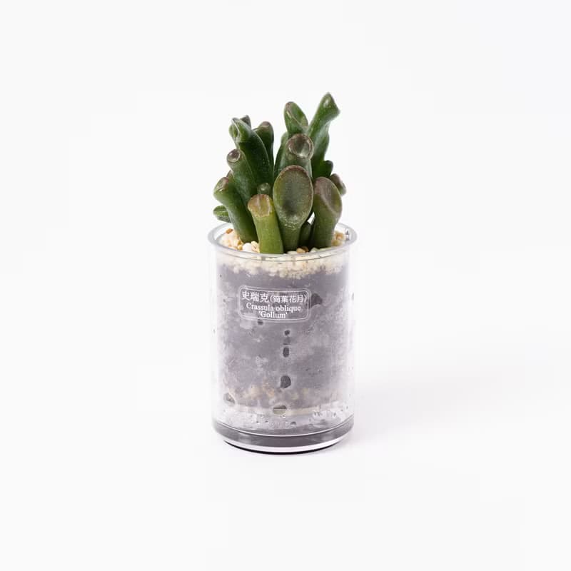 【兔子】樸實原木 盆器 多肉盆栽罐 不含植物 | 1251048 蒔光