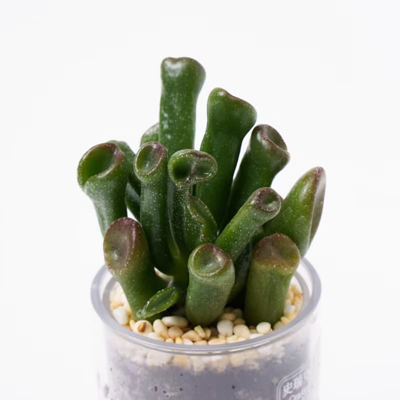 【兔子】樸實原木 盆器 多肉盆栽罐 不含植物 | 1251048 蒔光