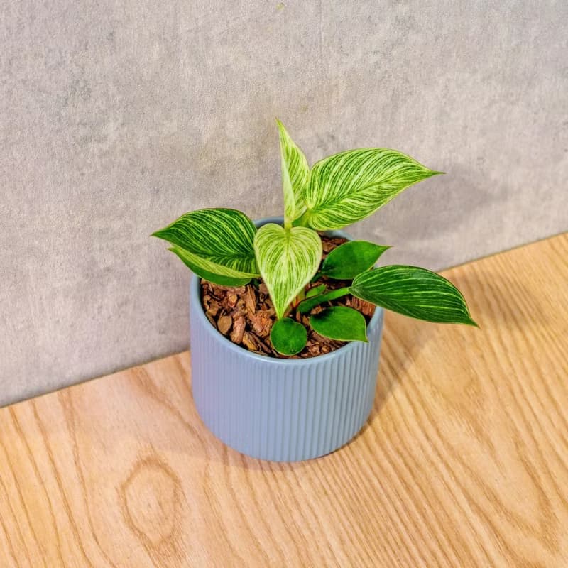 鉑金蔓綠絨 莫蘭迪色系直紋陶盆 室內植物 觀葉植物 禮物 盆栽