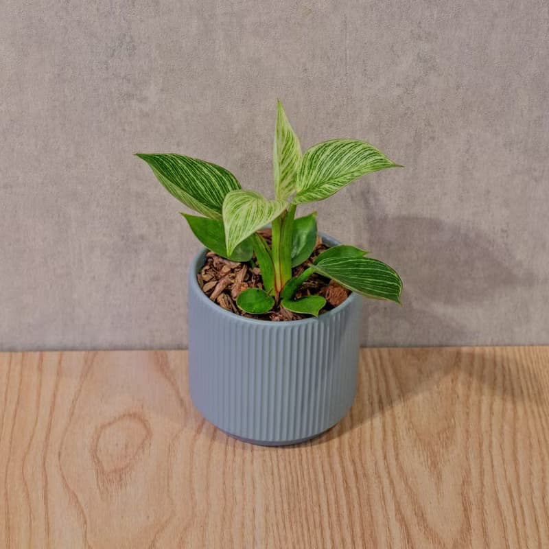 鉑金蔓綠絨 莫蘭迪色系直紋陶盆 室內植物 觀葉植物 禮物 盆栽