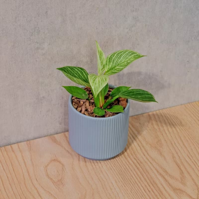 鉑金蔓綠絨 莫蘭迪色系直紋陶盆 室內植物 觀葉植物 禮物 盆栽