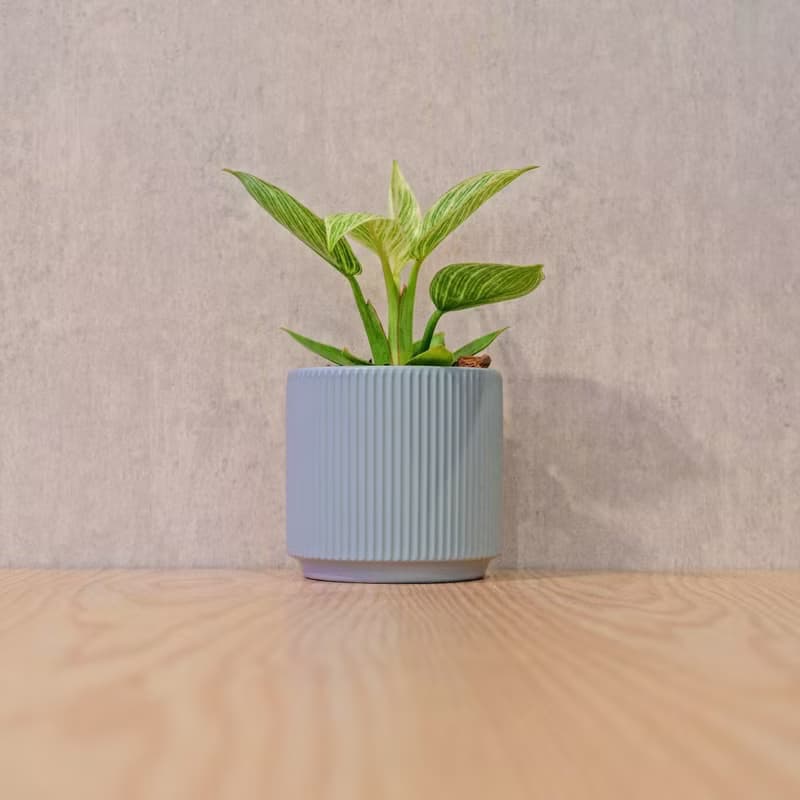 鉑金蔓綠絨 莫蘭迪色系直紋陶盆 室內植物 觀葉植物 禮物 盆栽