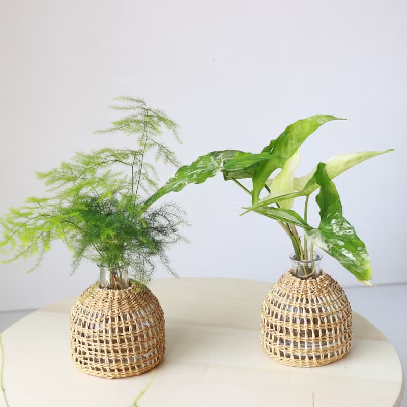 水培植栽│大理石合果芋_室內植物 辦公室盆栽  植栽 盆栽 水耕