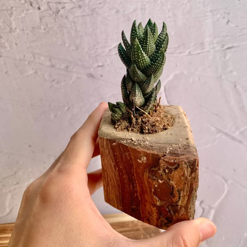 手工木作設計 盆栽擺飾 多肉植物 十二之卷