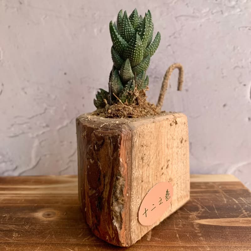 手工木作設計 盆栽擺飾 多肉植物 十二之卷