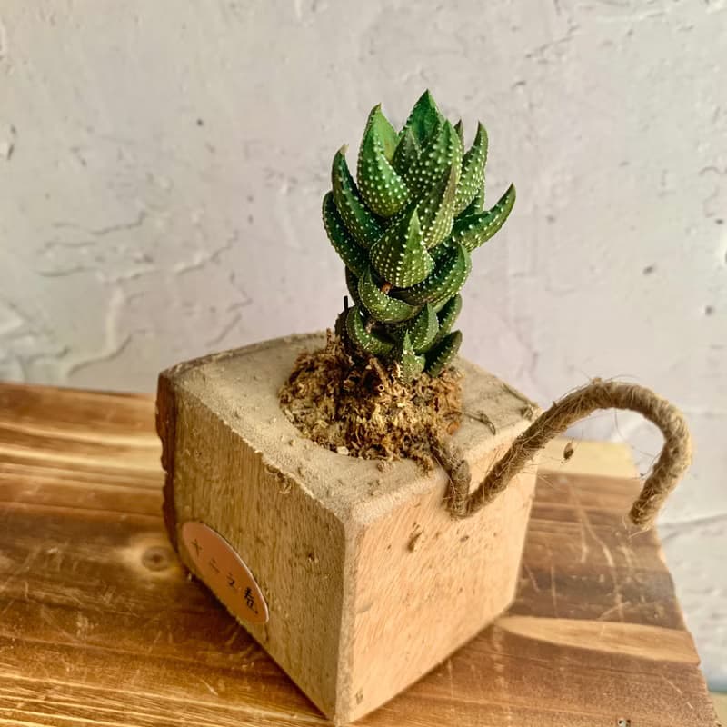 手工木作設計 盆栽擺飾 多肉植物 十二之卷