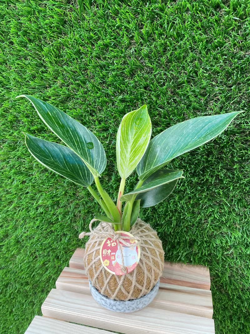 植蕨所在 鉑金蔓綠絨 水苔球 水苔球植物 觀葉植物 室內擺設