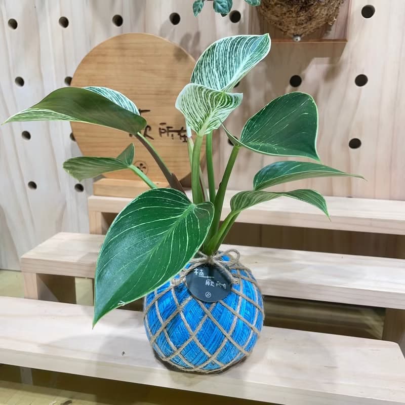 植蕨所在 鉑金蔓綠絨 水苔球 水苔球植物 觀葉植物 室內擺設