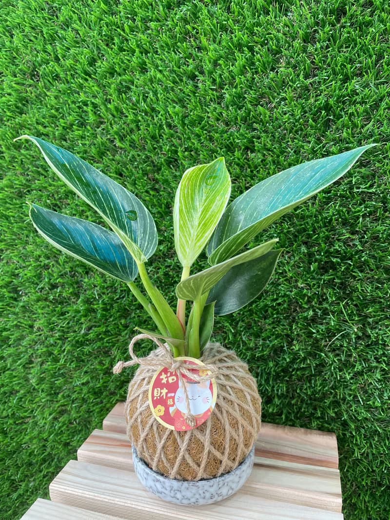 植蕨所在 鉑金蔓綠絨 水苔球 水苔球植物 觀葉植物 室內擺設