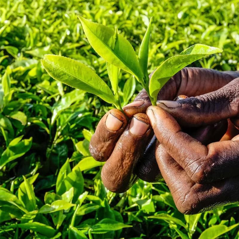 【茶葉禮盒組】茶包系列1盒125g與茶罐系列1罐100g_可任選任搭