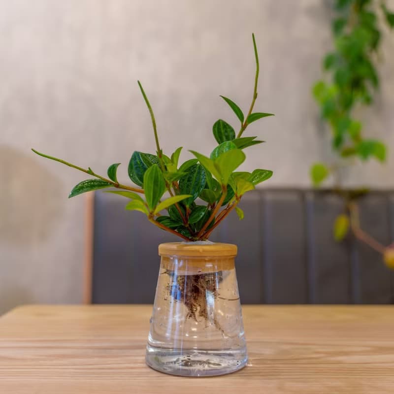 翡翠椒草 三角水耕盆栽 室內植物 觀葉植物 禮物 水培