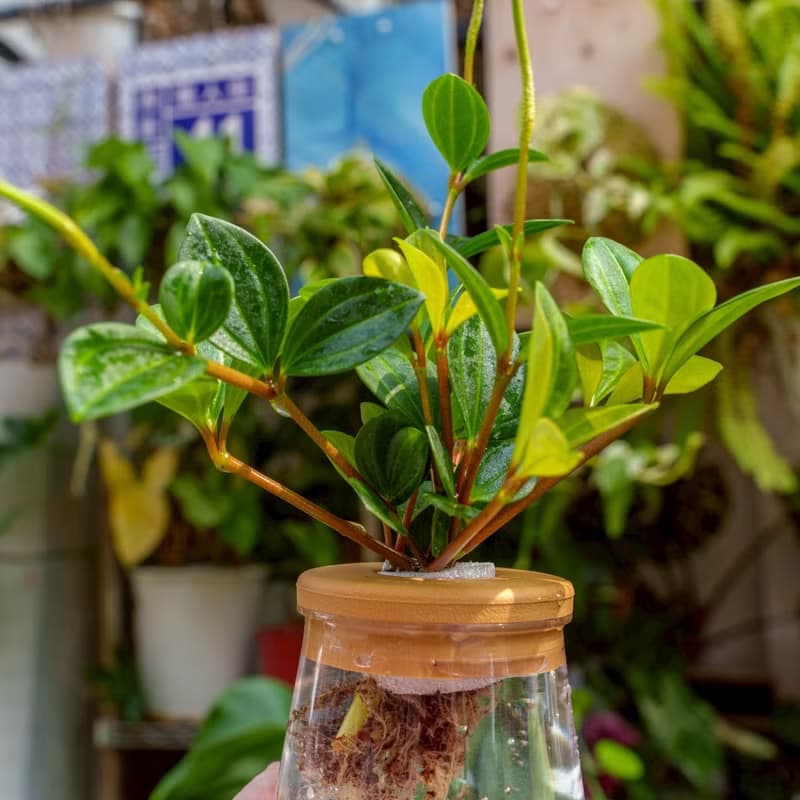 翡翠椒草 三角水耕盆栽 室內植物 觀葉植物 禮物 水培