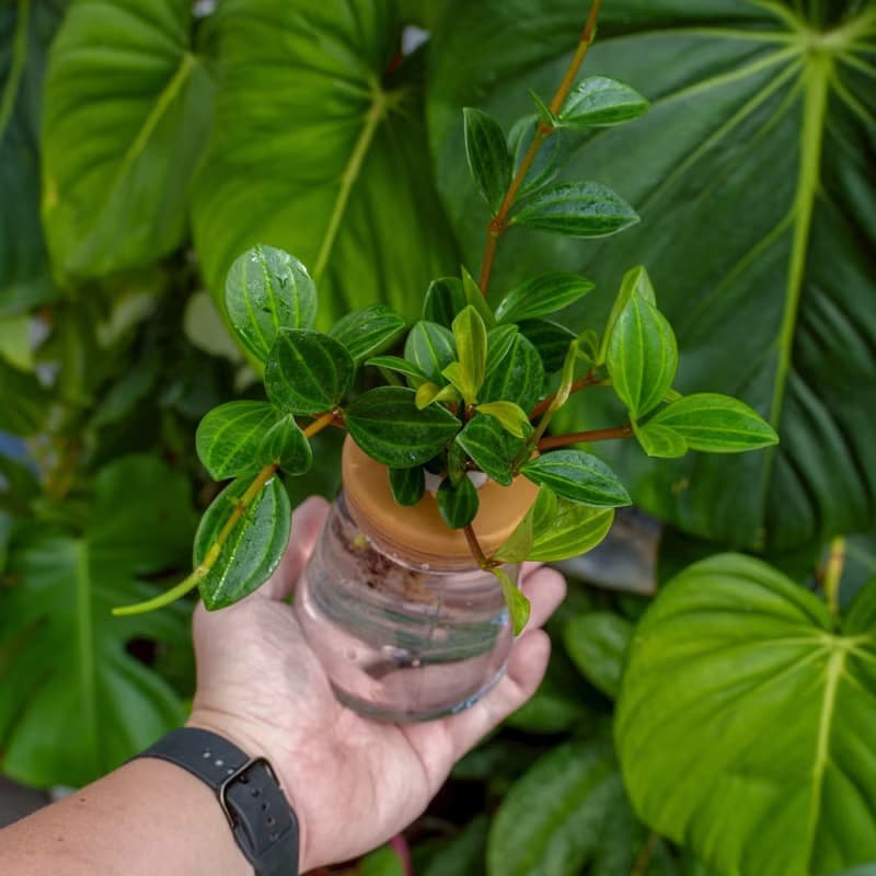 翡翠椒草 三角水耕盆栽 室內植物 觀葉植物 禮物 水培