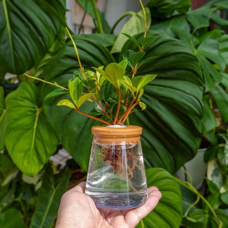 翡翠椒草 三角水耕盆栽 室內植物 觀葉植物 禮物 水培