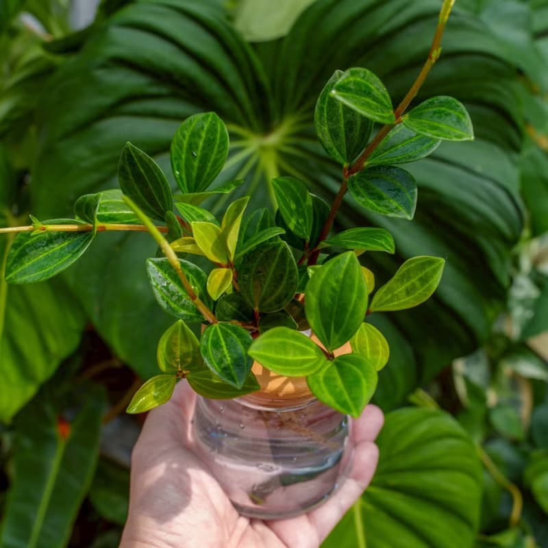 翡翠椒草 三角水耕盆栽 室內植物 觀葉植物 禮物 水培