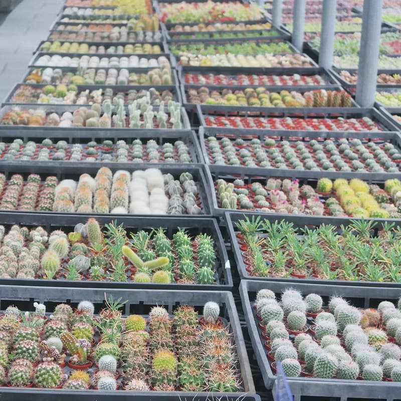 【荳荳多肉】【仙人掌1吋隨機出貨5顆】喬遷│送禮│多肉植物