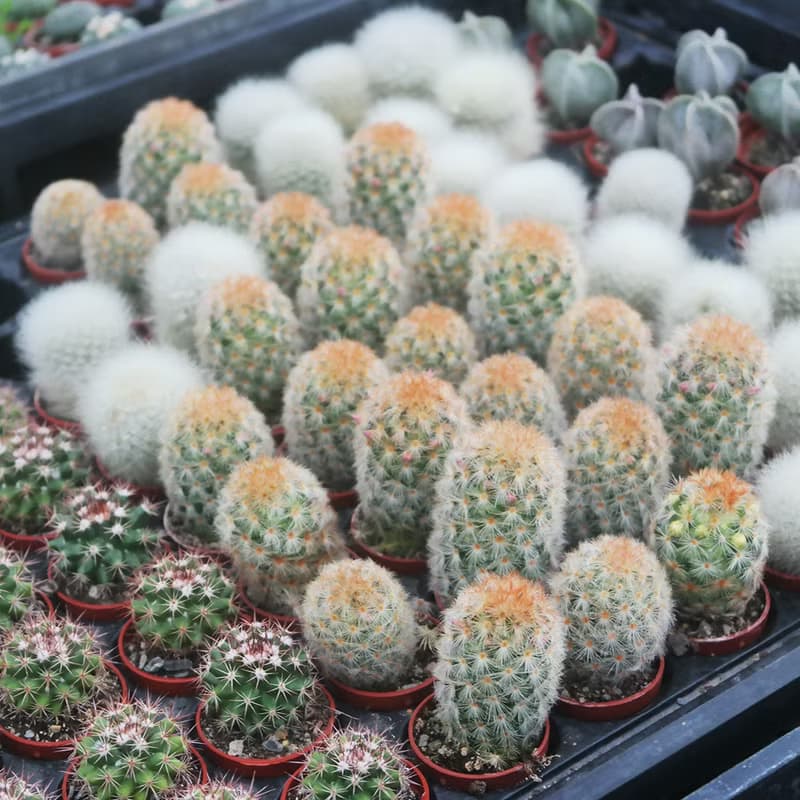 【荳荳多肉】【仙人掌1吋隨機出貨5顆】喬遷│送禮│多肉植物