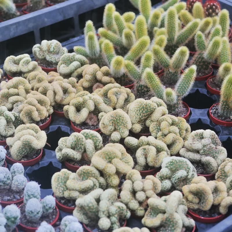 【荳荳多肉】【仙人掌1吋隨機出貨5顆】喬遷│送禮│多肉植物