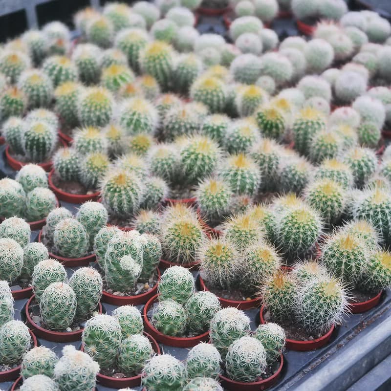 【荳荳多肉】【仙人掌1吋隨機出貨5顆】喬遷│送禮│多肉植物