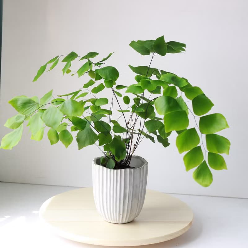 植栽 盆栽 l 祕魯銀幣鐵線蕨 葉片美翻 室內植物 辦公室盆栽