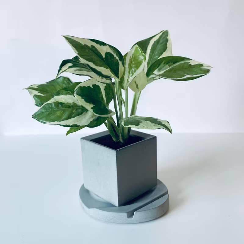 【白金葛-室內綠植】名片架便條紙收納座 室內植栽生日禮物