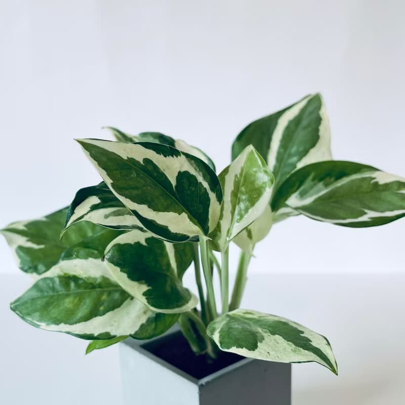 【白金葛-室內綠植】名片架便條紙收納座 室內植栽生日禮物