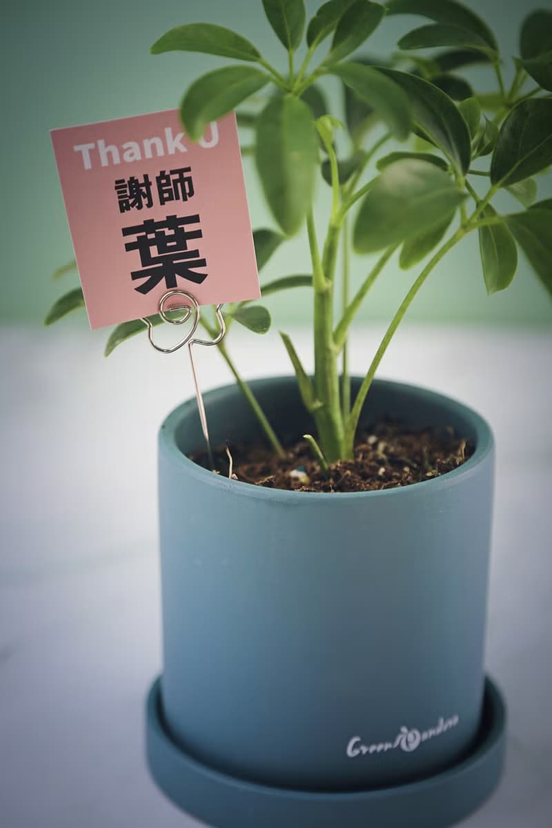 教師禮【謝師葉】感恩盆栽/鵝掌木(含花插小卡)桌上植栽/療癒