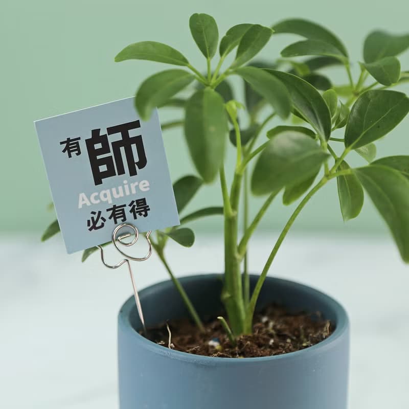 教師禮【謝師葉】感恩盆栽/鵝掌木(含花插小卡)桌上植栽/療癒