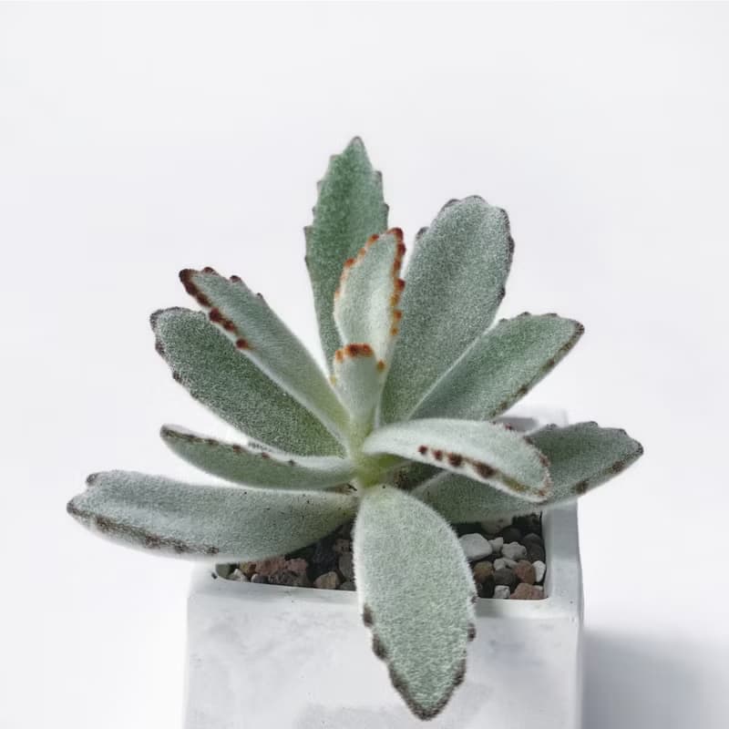 (預購) 白灰漸層系列 | 大可愛 月兔耳 方形水泥多肉植栽