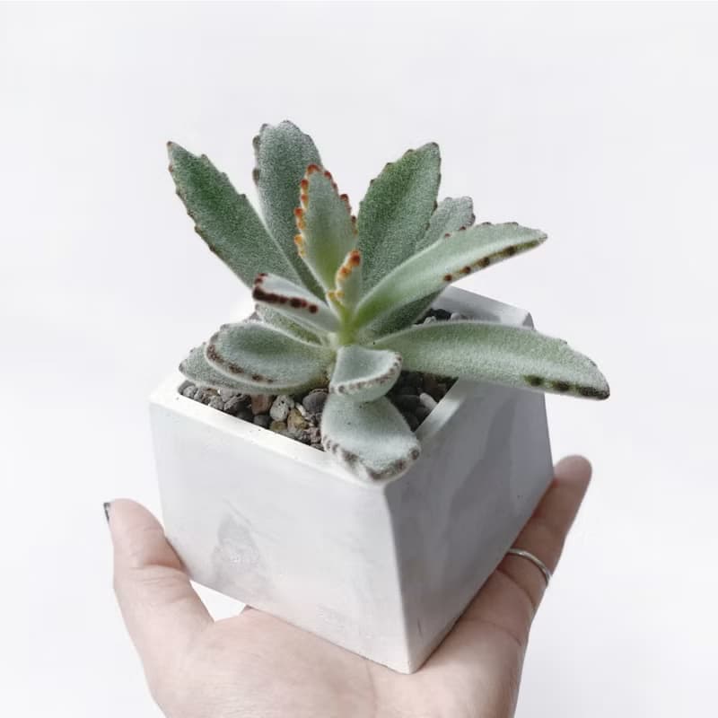 (預購) 白灰漸層系列 | 大可愛 月兔耳 方形水泥多肉植栽